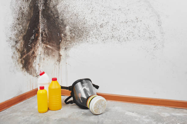Best Residential Mold Removal  in Burlington, WI