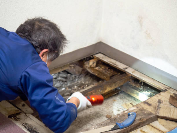 Best Mold Remediation  in Burlington, WI