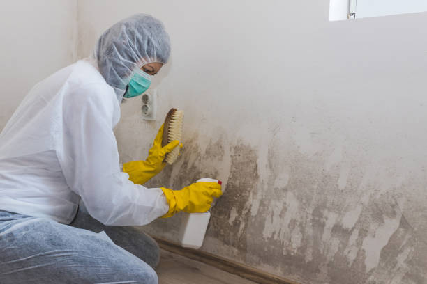Best Mold Remediation Experts  in Burlington, WI