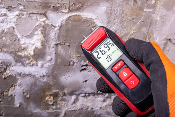 Best Best Mold Removal Companies  in Burlington, WI