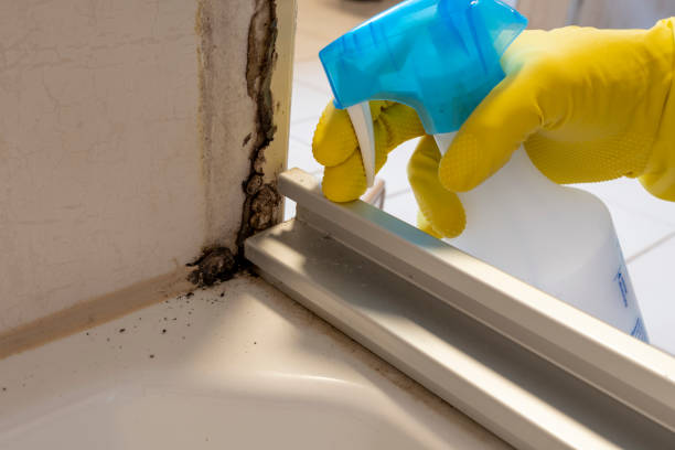 Best Mold Removal and Inspection  in Burlington, WI