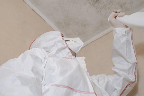 Best Mold Removal Company Near Me  in Burlington, WI