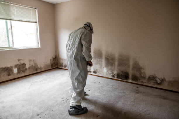 Best Fast Mold Removal  in Burlington, WI
