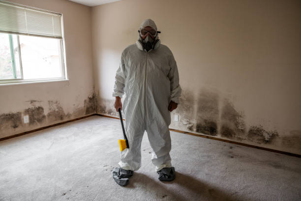 Trusted Burlington, WI Mold Removal Experts
