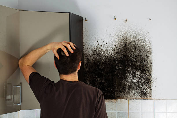 Best Mold Testing  in Burlington, WI