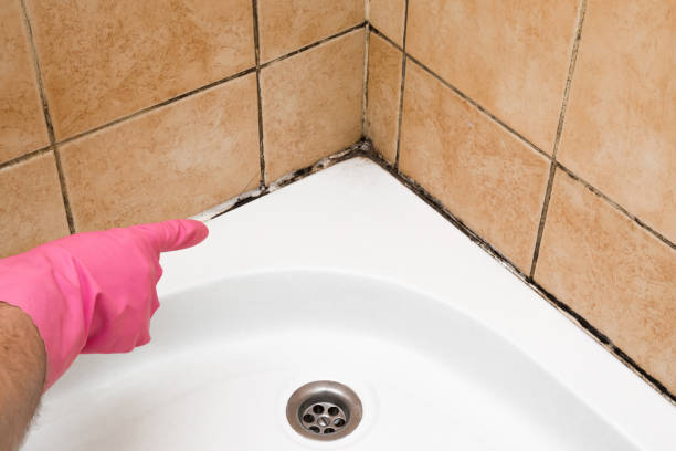 Best Professional Mold Removal  in Burlington, WI